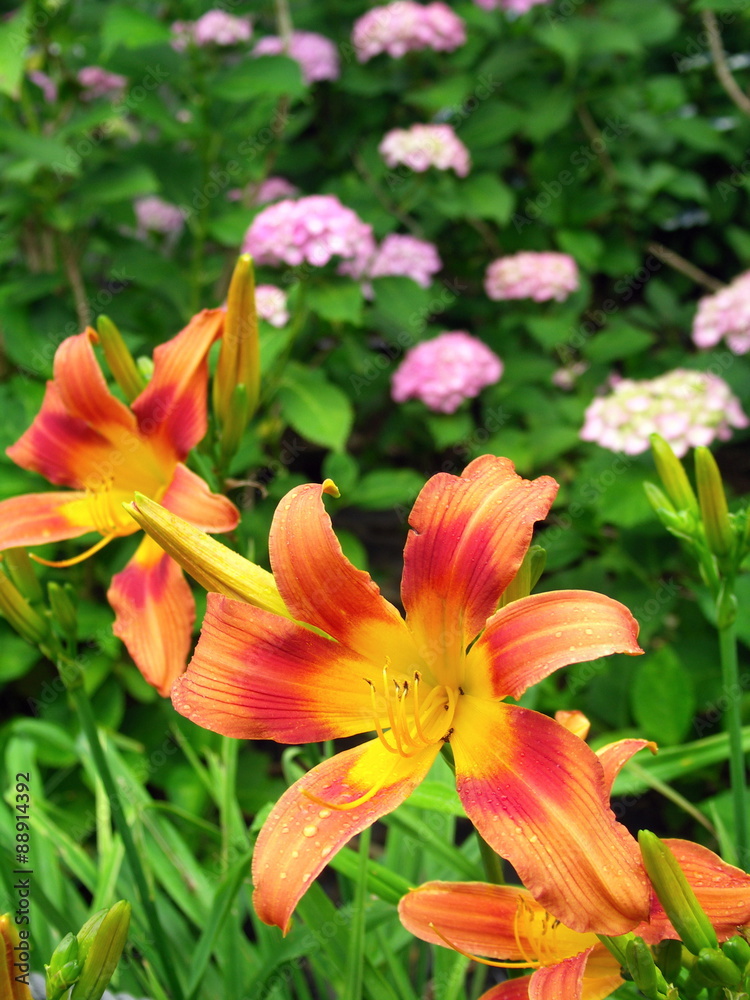 ノカンゾウと紫陽花 ノカンゾウと紫陽花