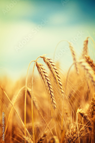 Ripe wheat field against blue sky photo
