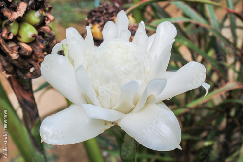 White Torch Ginger