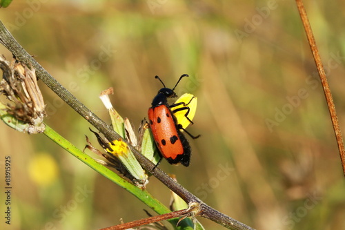 repas de l'insecte/cc © chanelle