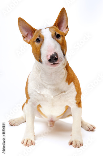 Billede på lærred Sitting dog - funny breed bull terrier on white background, portrait