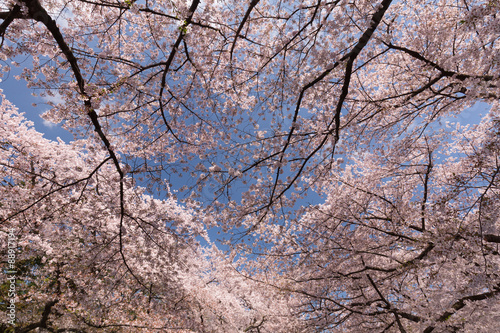 上野公園の桜並木　