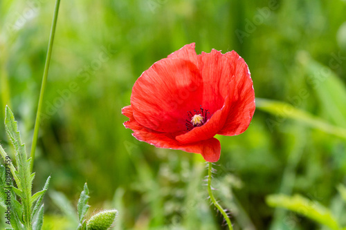 Lone Red poppy on green weeds