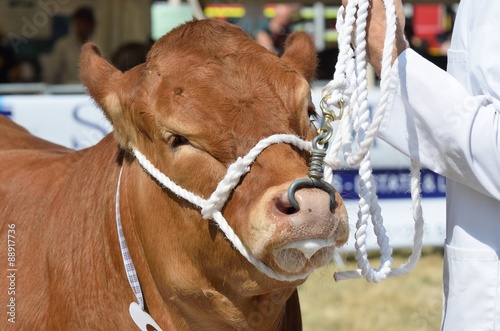 Cow being exhibited in country show photo