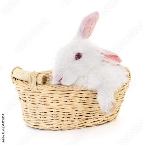 Rabbit in basket © Anatolii