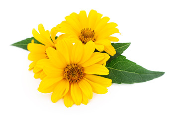 yellow flowers