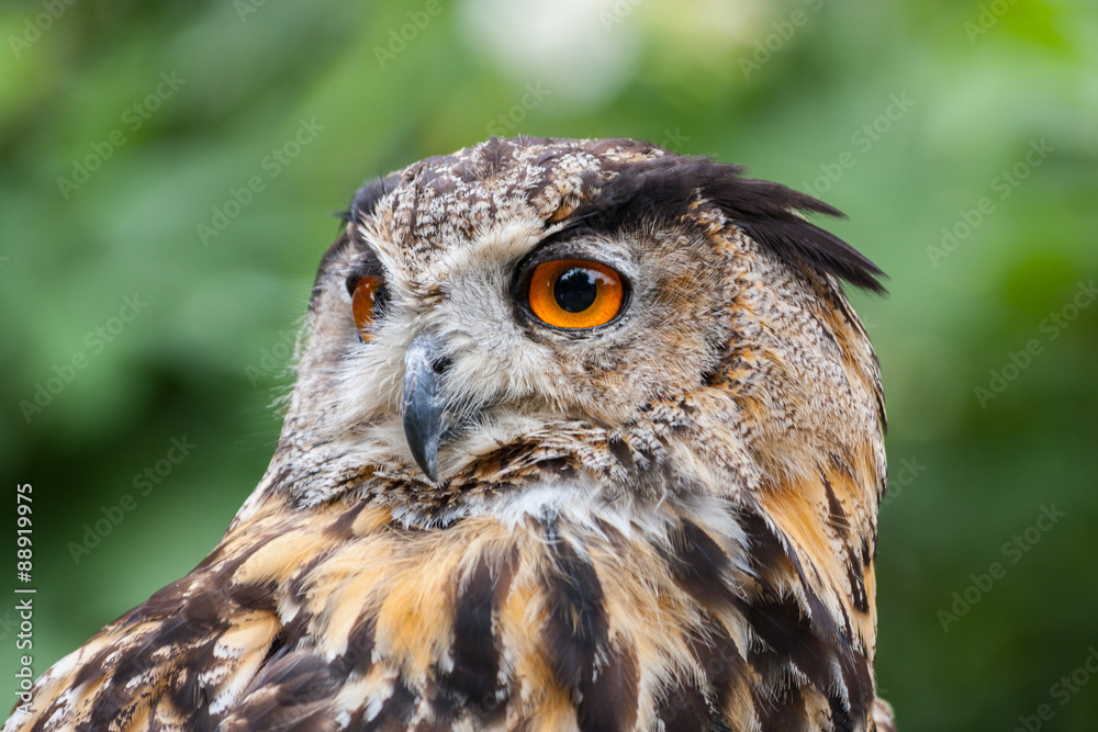 sowa, puchacz, bubo bubo