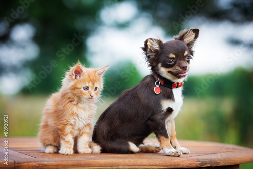 Fototapeta Naklejka Na Ścianę i Meble -  brown chihuahua puppy with a kitten