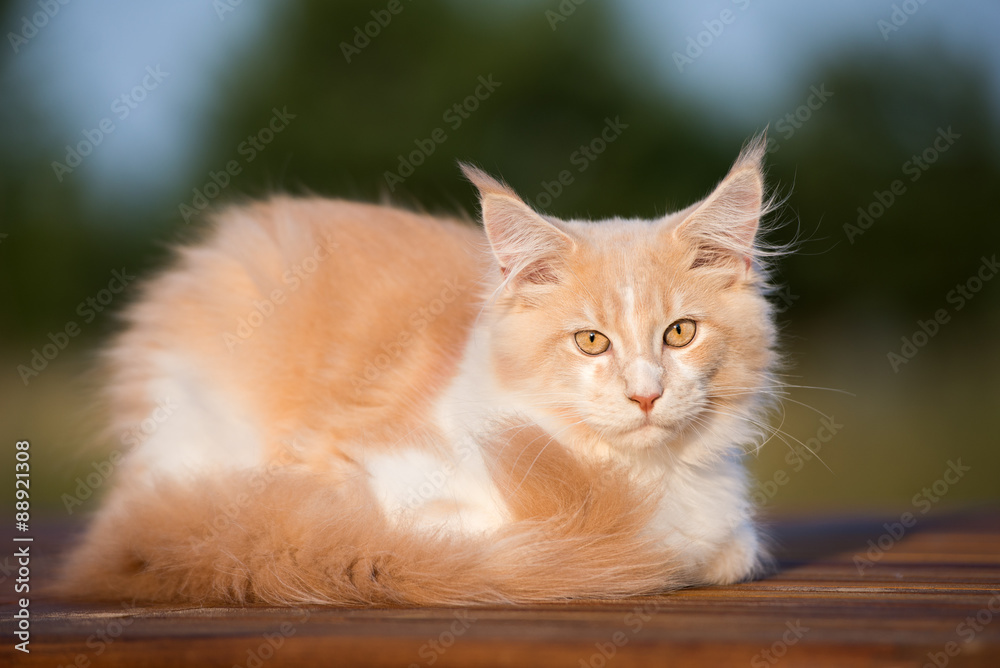 cream and white maine coon cat lying down