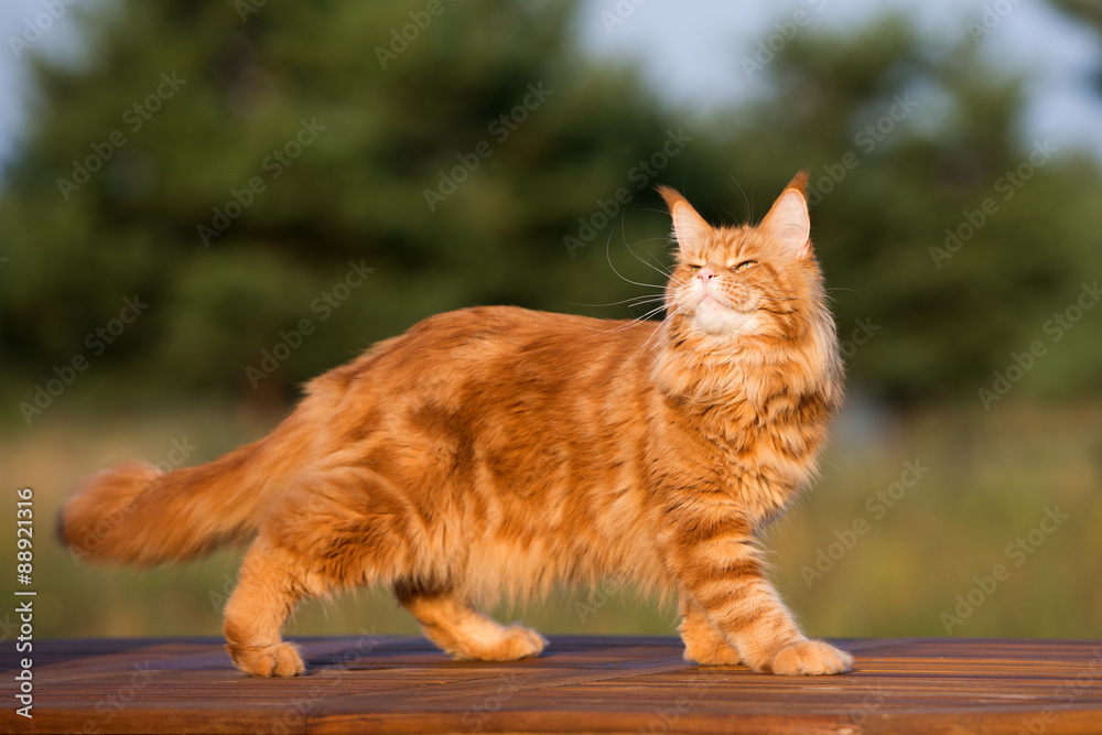 red maine coon cat posing outdoors - obrazy, fototapety, plakaty 