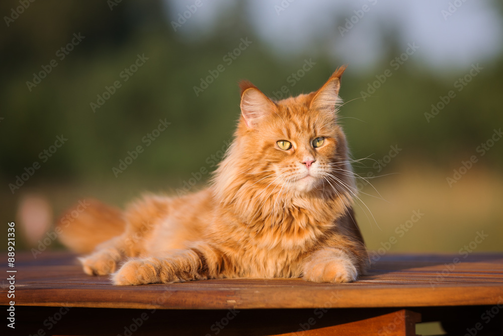 Fototapeta premium red maine coon cat lying down outdoors
