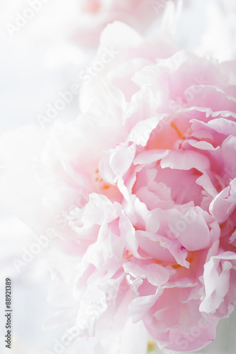 Fototapeta Naklejka Na Ścianę i Meble -  beautiful pink peony flower background