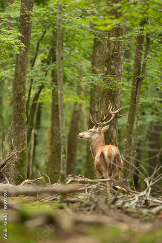 cerf roi forêt rencontre nature sauvage © shocky