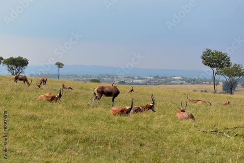 A herd of wild animals  national park South Africa.   