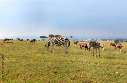 A herd of wild animals  national park South Africa.   