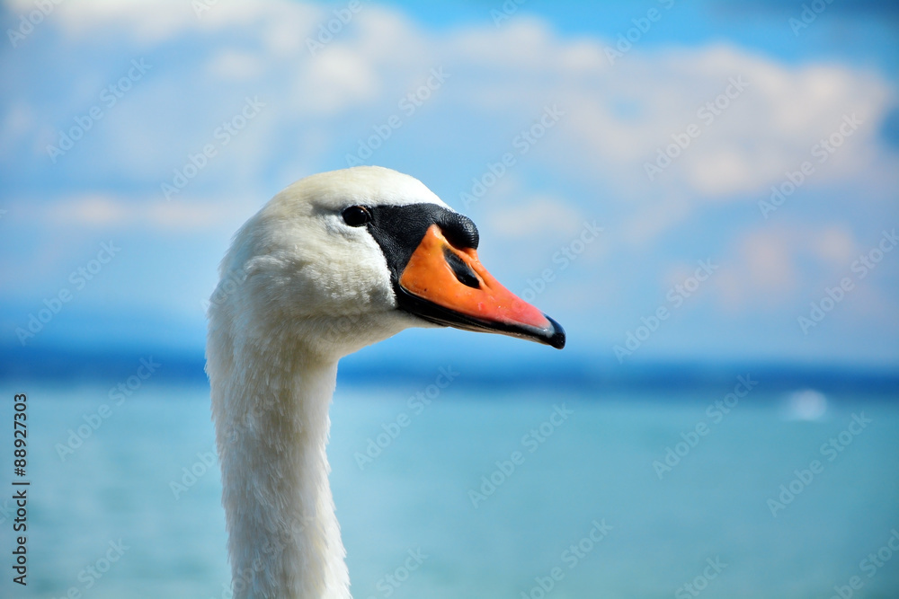 swan on the beach swan on the beach