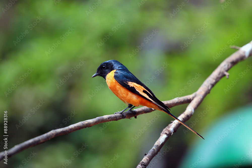 Scarlet minivet (Pericrocotus speciosus) Scarlet minivet (Pericrocotus speciosus)