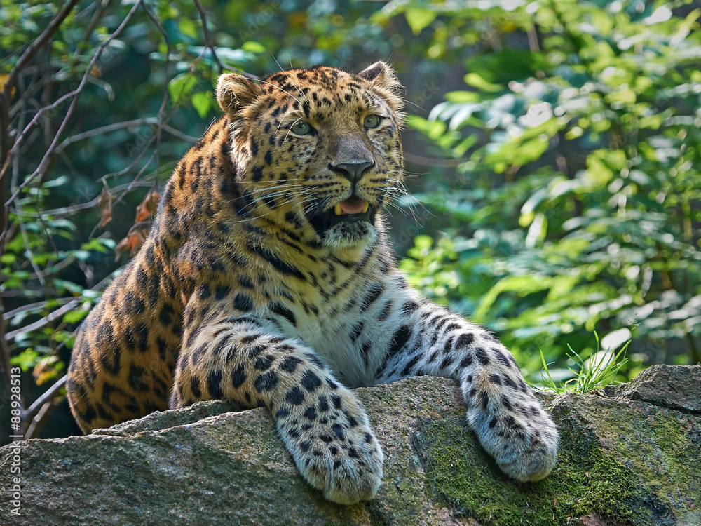 Amur leopard (Panthera pardus orientalis) Amur leopard (Panthera pardus orientalis)