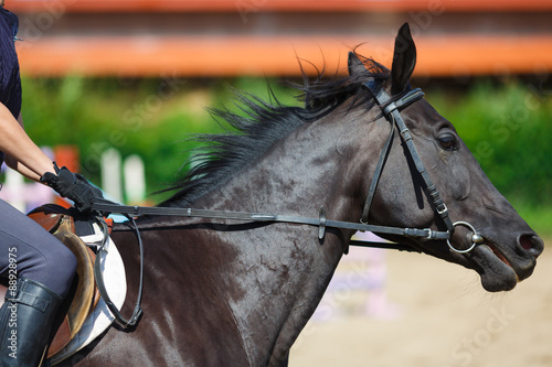 Rider on a horse