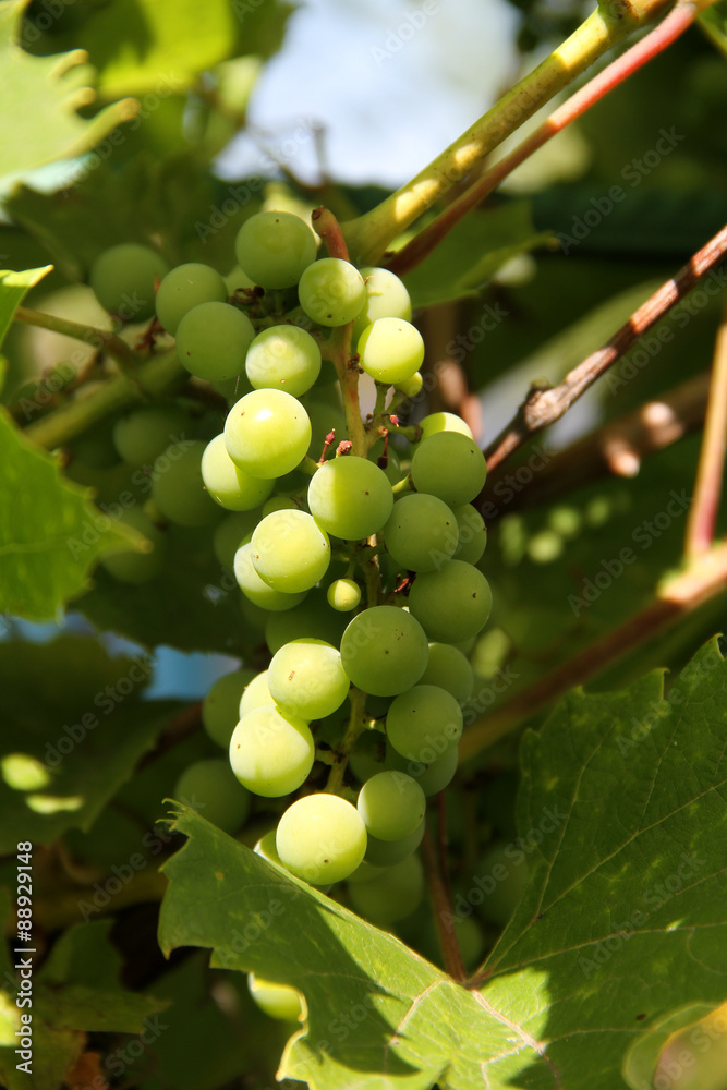 Cluster of grapes at vineyard closeup