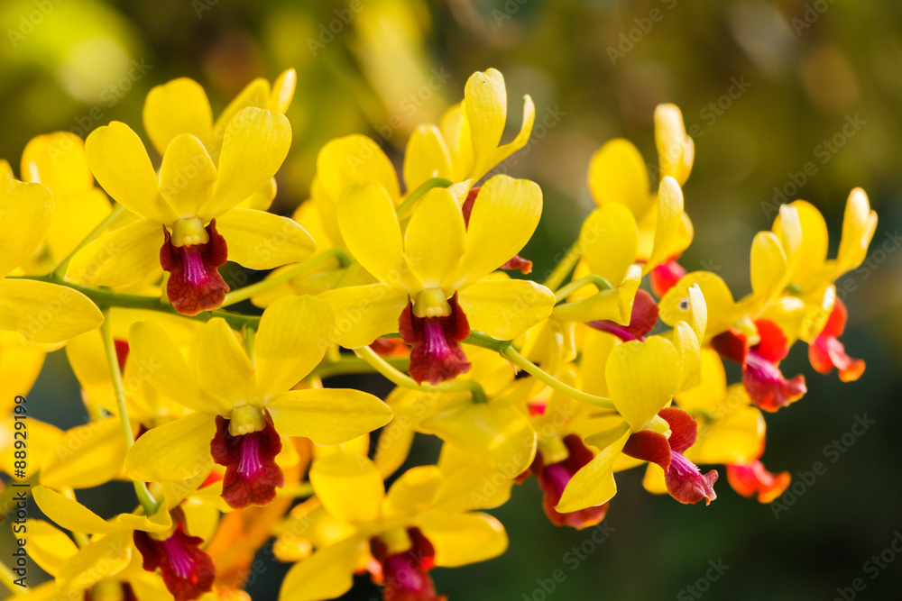 Close-up Yellow Orchids on nature background