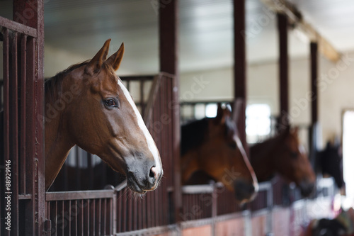 Vászonkép Horses in the stable