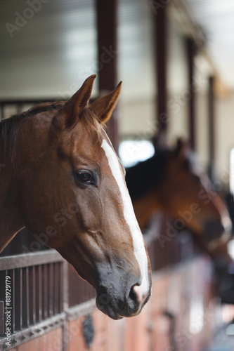 Horses in the stable © castenoid