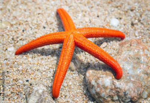 Starfish on a beach