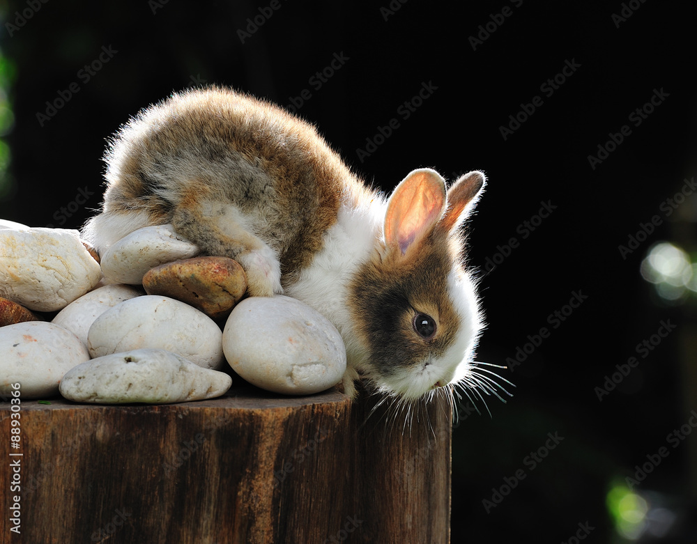 Obraz premium Cute baby rabbit bunny in the garden