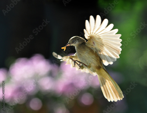 Bird spreading wings taking flight carrying worm bait ( bulbul )