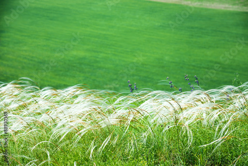 Field of feather grass
