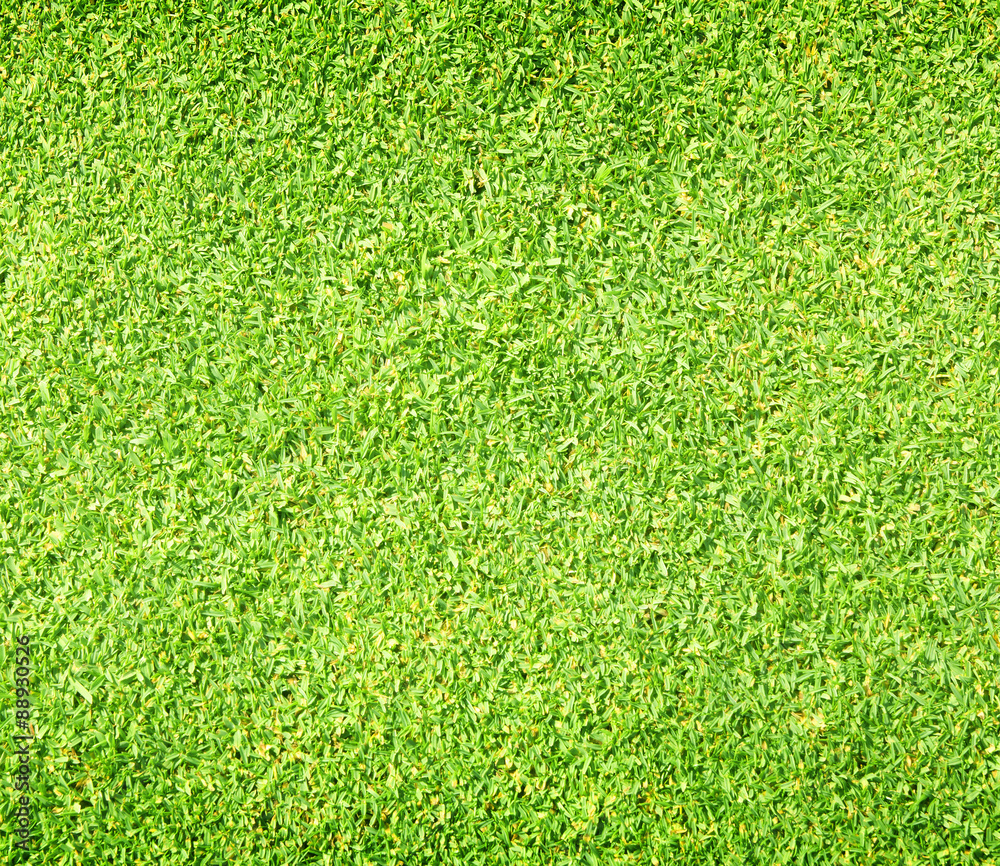 Fototapeta premium Beautiful green grass texture