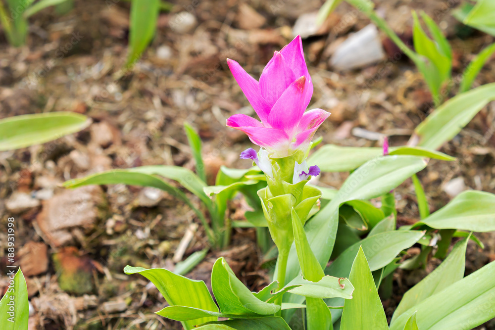 Obraz premium Pink Curcuma alismatifolia known as Siam Tulip