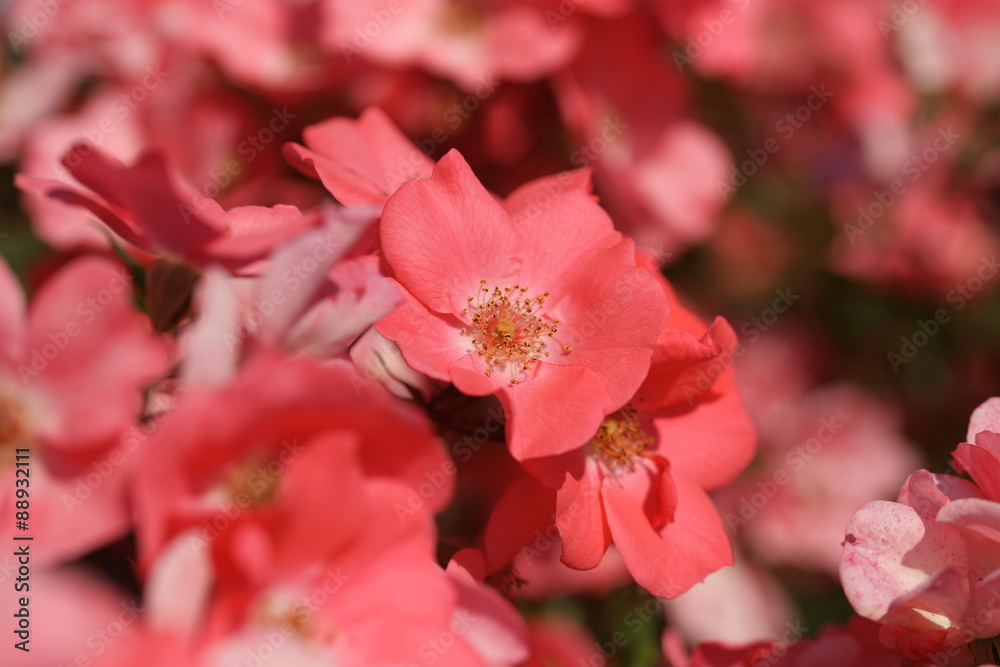 Obraz premium Розовые розы