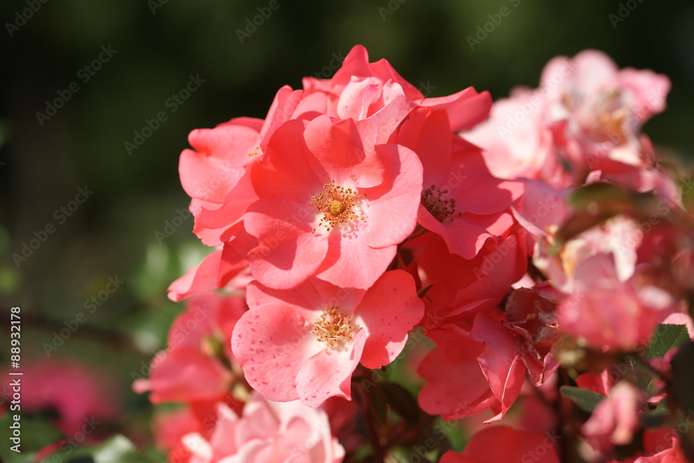 Obraz premium Розовые розы