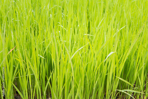 Rice seedling in the rice fields