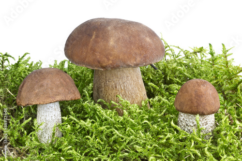 Beautiful mushrooms on moss on white background
