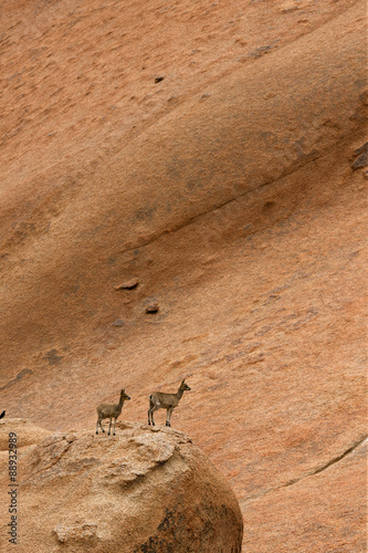 klipspringer photo