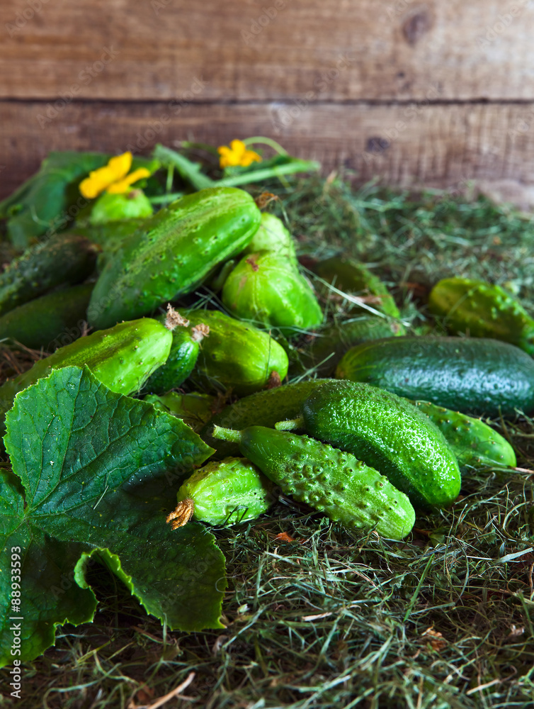 Obraz premium cucumbers