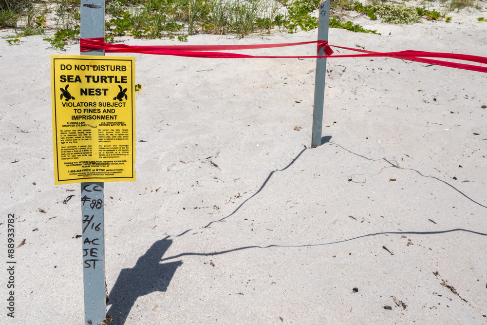 Obraz premium Sea Turtle Nest