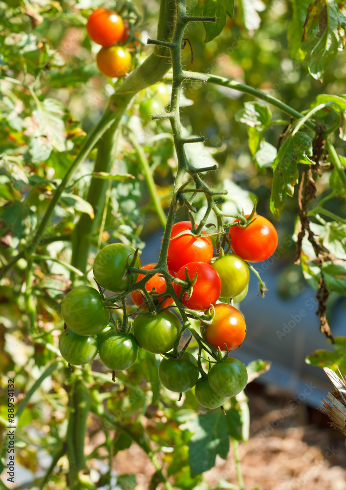 Many bunches with ripe red and unripe green tomatoes that growin
