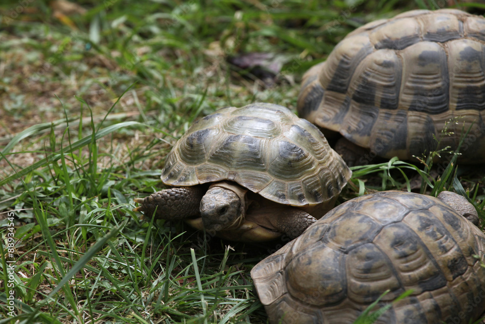 Russian tortoise (Agrionemys horsfieldii). Russian tortoise (Agrionemys horsfieldii).