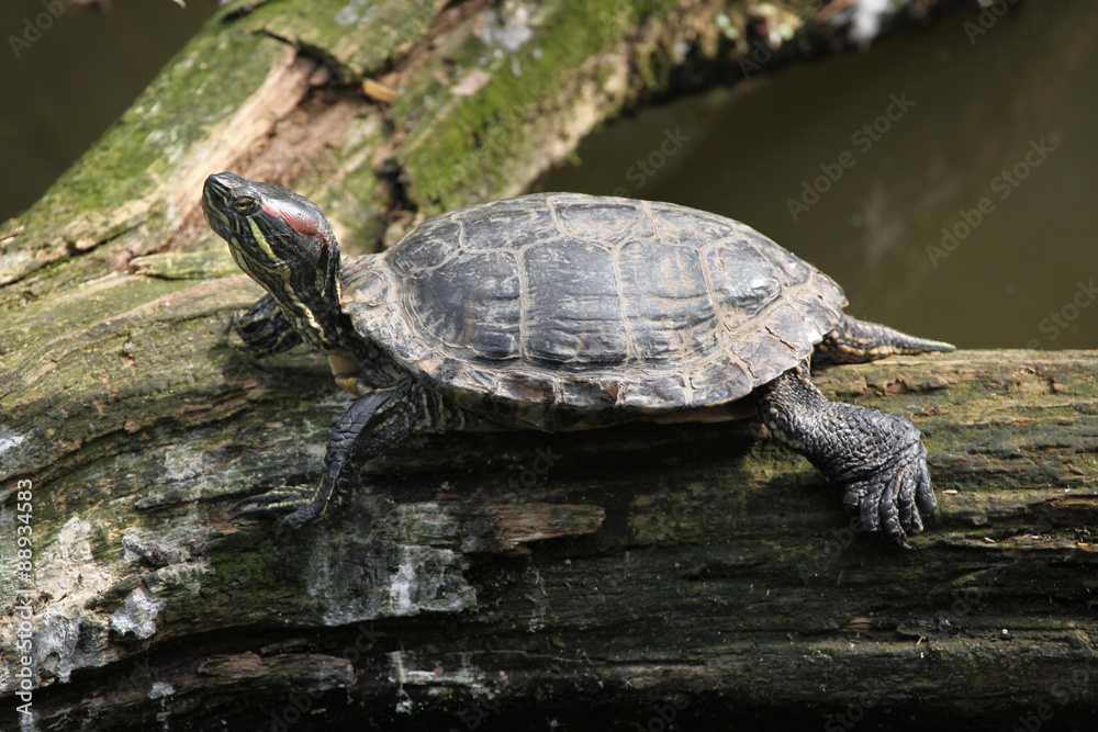Red-eared slider (Trachemys scripta elegans). Red-eared slider (Trachemys scripta elegans).