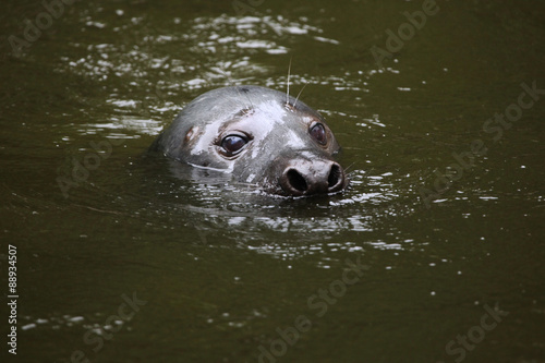 Grey seal (Halichoerus grypus).