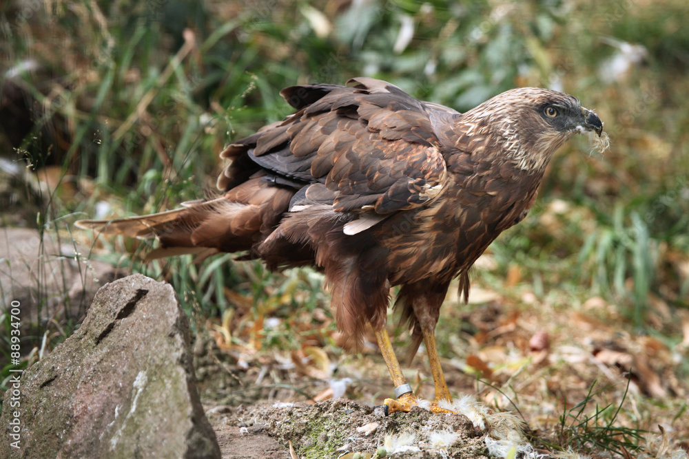 Western marsh harrier (Circus aeruginosus). Western marsh harrier (Circus aeruginosus).
