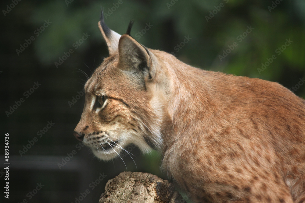 Carpathian lynx (Lynx lynx carpathica). Carpathian lynx (Lynx lynx carpathica).
