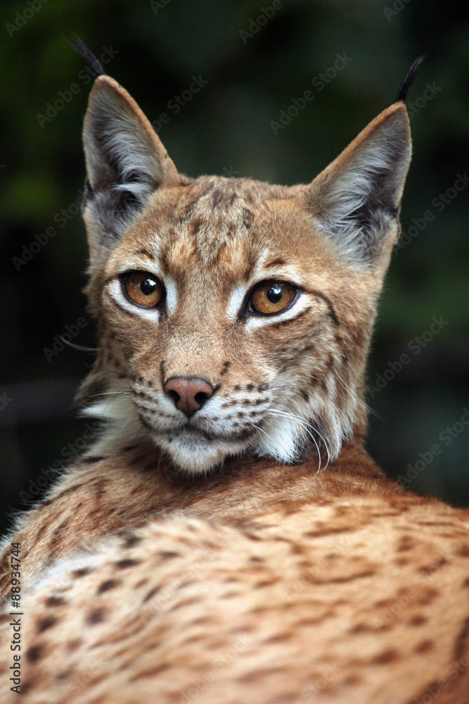 Carpathian lynx (Lynx lynx carpathica). Carpathian lynx (Lynx lynx carpathica).