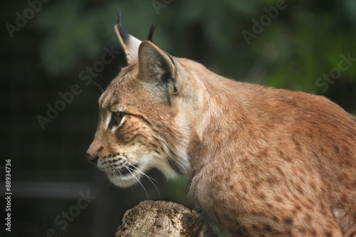 Carpathian lynx (Lynx lynx carpathica).