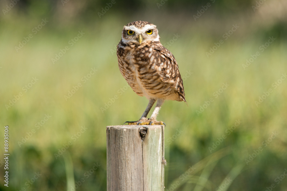 Burrowing Owl on Macaé beach. Burrowing Owl on Macaé beach.