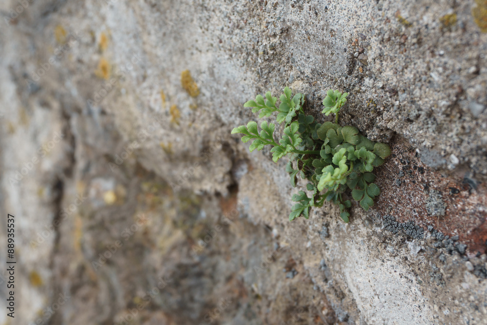 Small green plant growing in a wall Small green plant growing in a wall